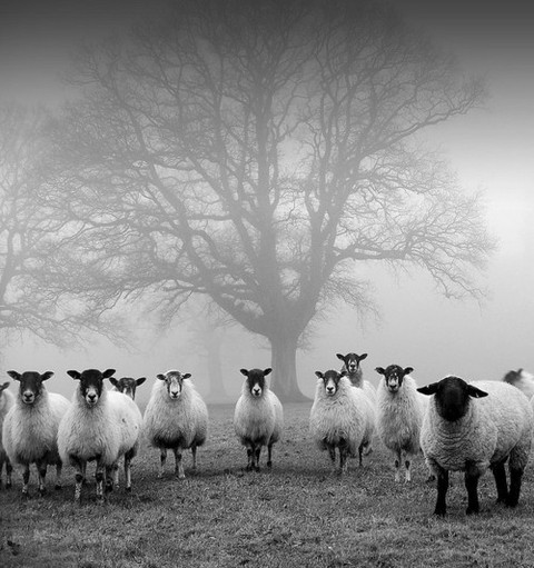 sheepguardingtree